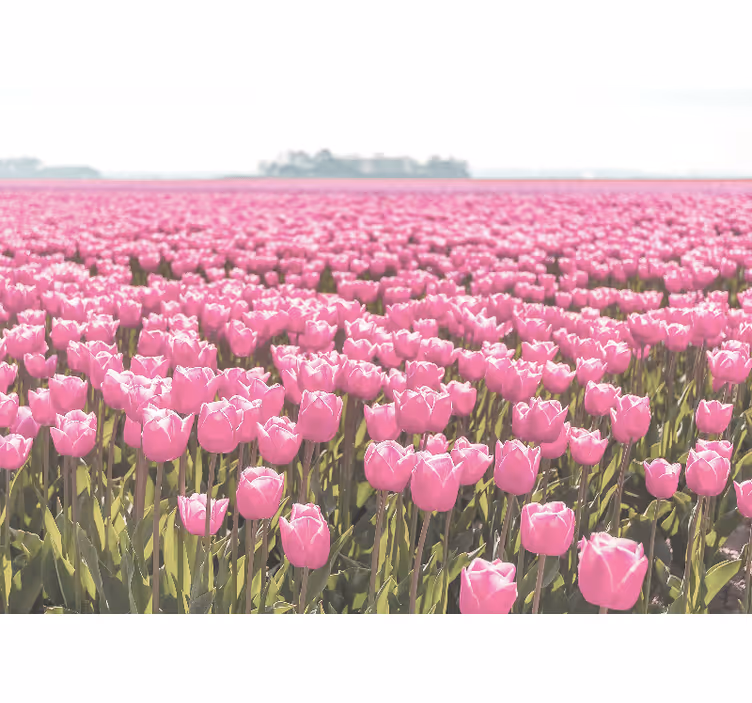 Valmue fototapet pink tulipanmarker - TenStickers