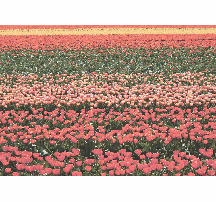 Fototapet blomster tulipanmark landskab - TenStickers