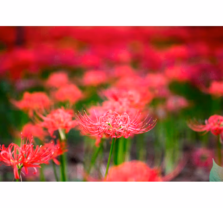 Valmue fototapet livlige krimson blomster - TenStickers