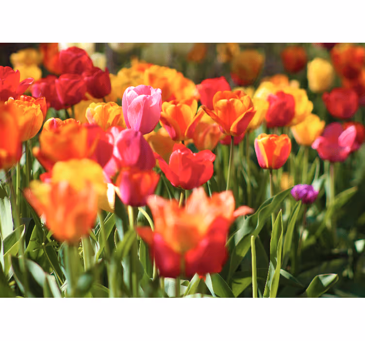 Rød og gul tulipan fototapet - TenStickers
