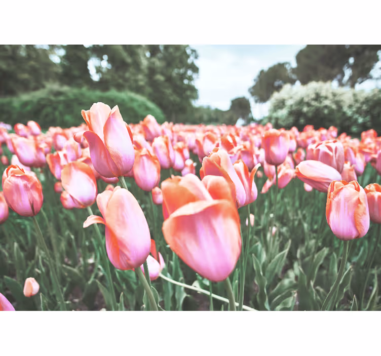 Valmue fototapet tulipanmark i blomst - TenStickers