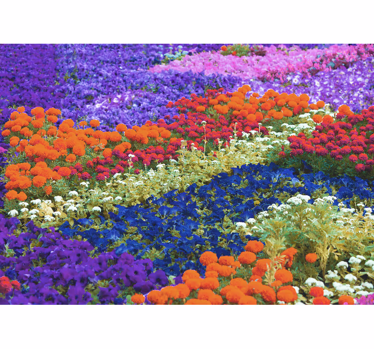 Farverigt felt solsikke fototapet - TenStickers