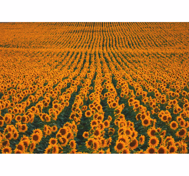Fototapet blomster solsikkemark - TenStickers