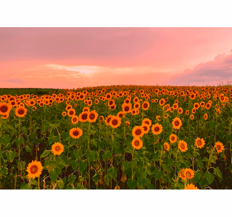 Fototapet blomster strålende solsikker mark - TenStickers