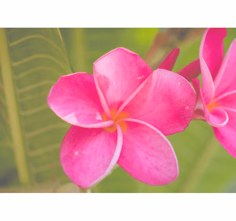 Fototapet blomster i pink blomsterdesign - TenStickers