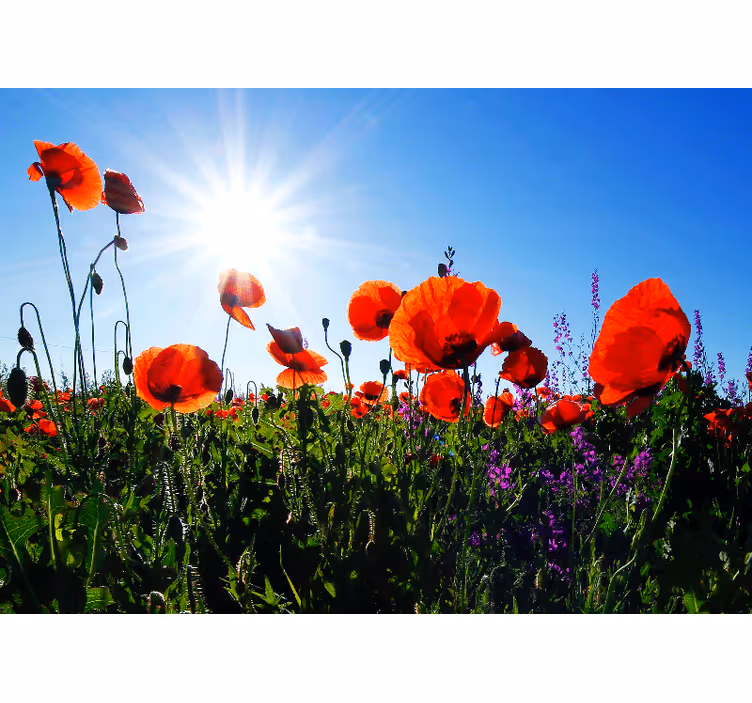 Solrig valmue felt valmue fototapet - TenStickers