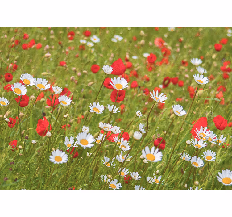 Små hvide blomster valmue - TenStickers