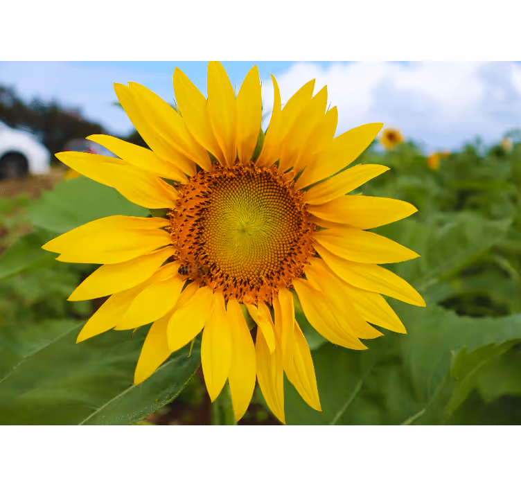 Fototapet blomster solsikke blomstrende skønhed - TenStickers