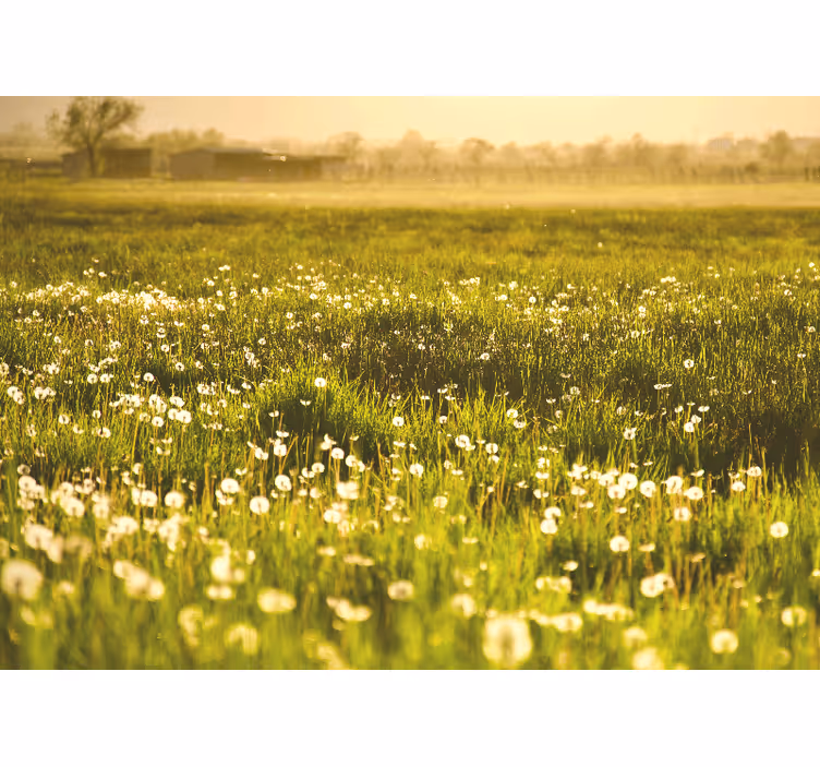 Fototapet blomster mælkebøtteeng motiv - TenStickers
