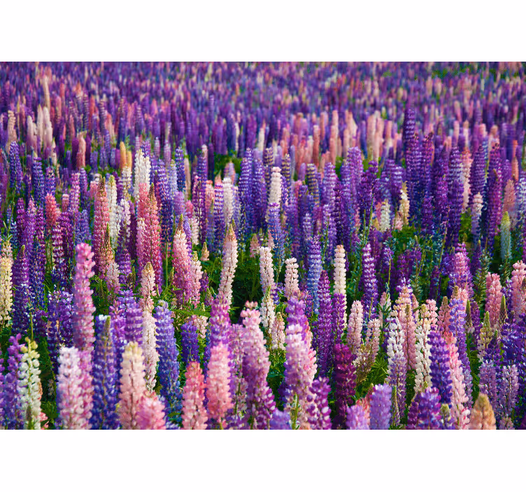 Lilla blomst felt fototapet - TenStickers