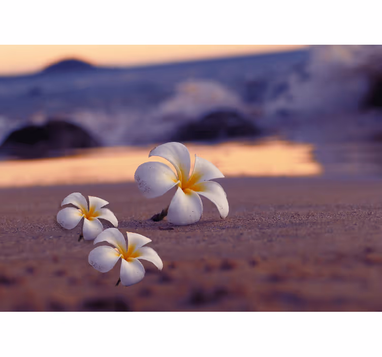 Hvide blomster på sand fototapet - TenStickers
