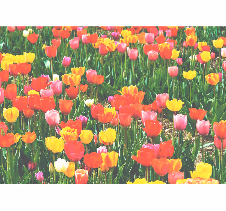 Fototapet blomster tulipanmark blomster - TenStickers