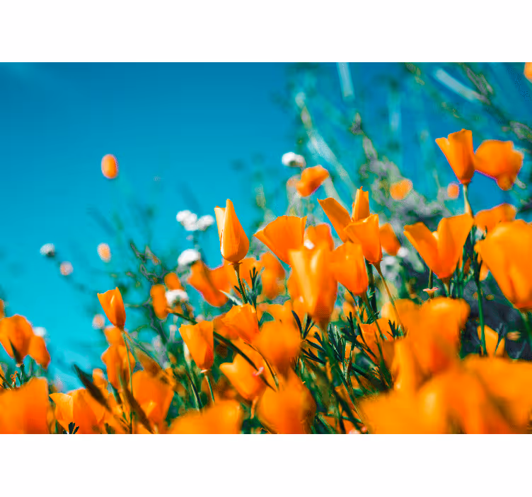 Orange blomst felt fototapet - TenStickers
