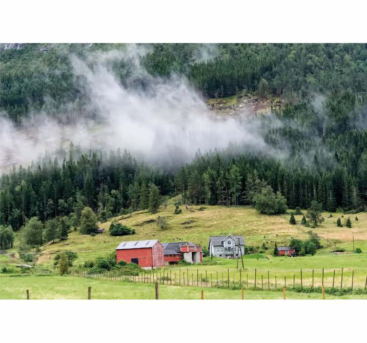 Norsk skov natur fototapet - TenStickers