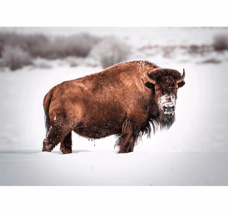 Fototapet dyr majestætisk bison stilling - TenStickers