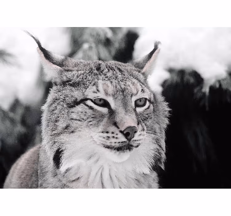 Polsk rys natur fototapet - TenStickers