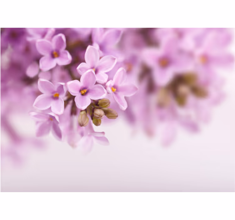 Fototapet blomster sarte lilla blomster - TenStickers