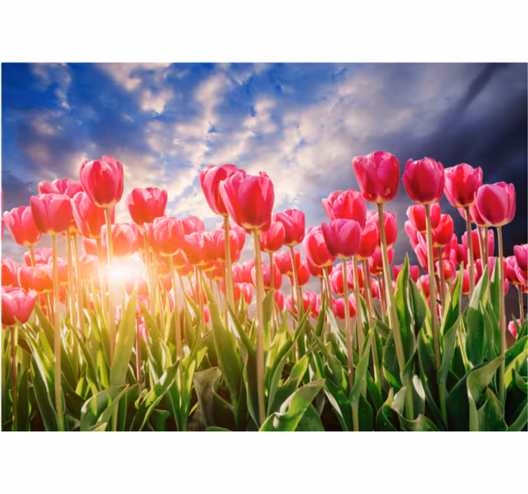 Fototapet blomster strålende tulipanmark - TenStickers