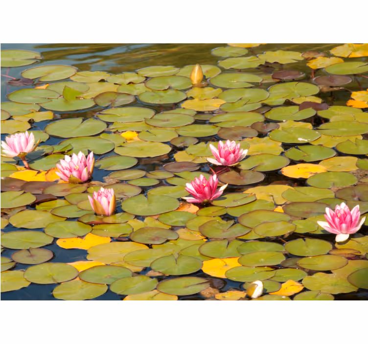 Fototapet blomster vandliljeblomster - TenStickers