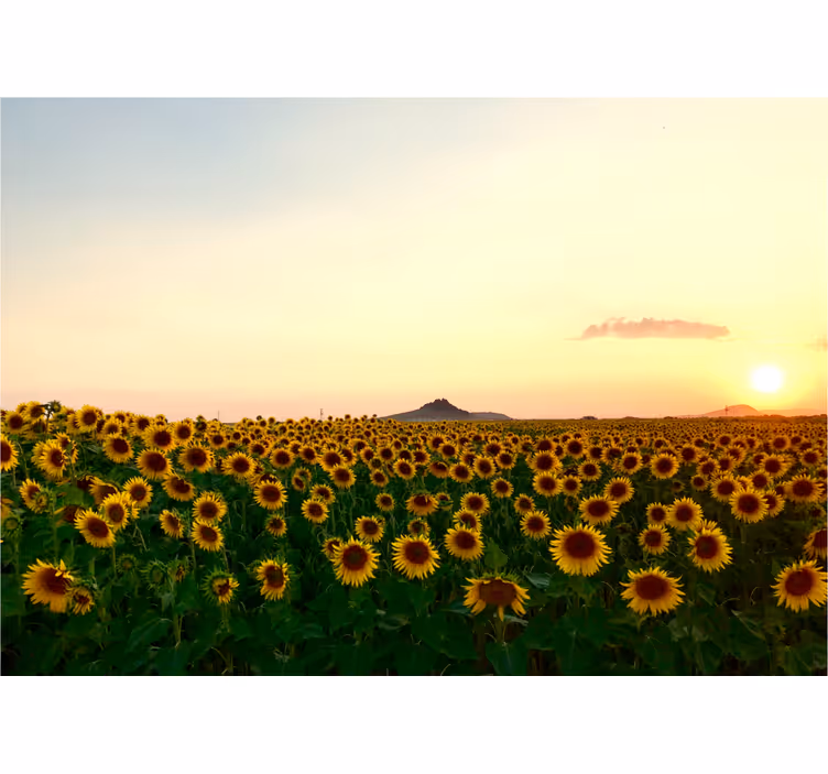 Fototapet blomster solsikkemark skumring - TenStickers