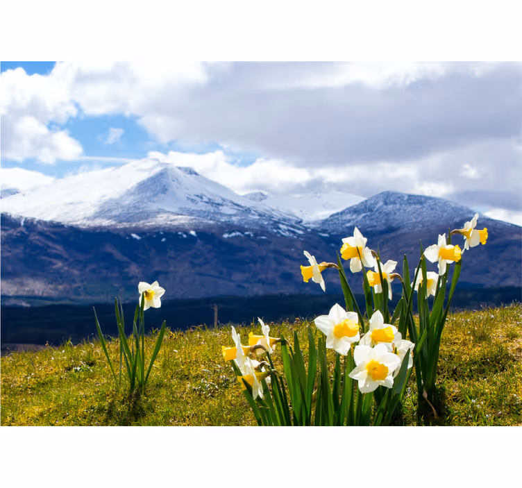Fototapet blomster på bjerge med påskeliljer - TenStickers