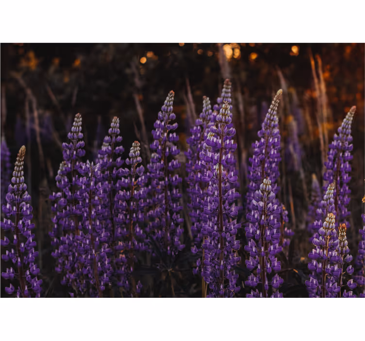 Skov med violette blomster fototapet - TenStickers