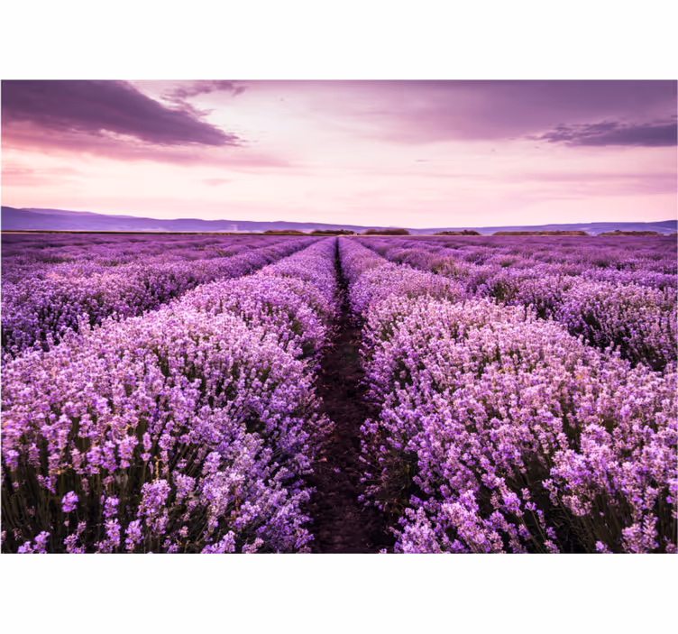 Lilla billede med blomster fototapet - TenStickers