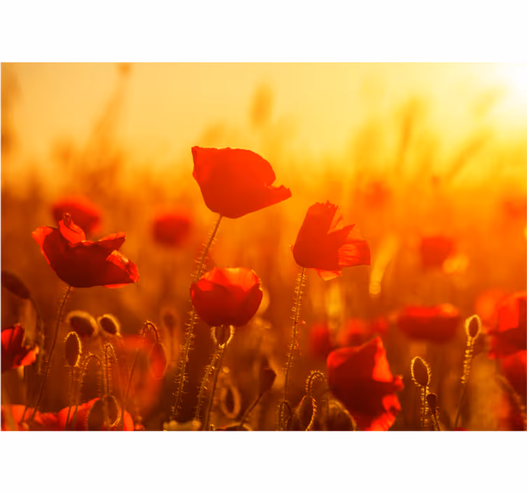 Solrigt billede med blomster ægteskab fototapeter - TenStickers