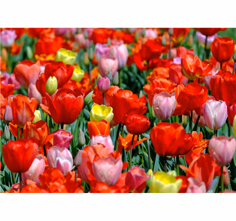 Fototapet blomster farverigt tulipanenge - TenStickers