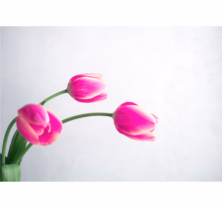 Valmue fototapet lyserøde tulipaner - TenStickers