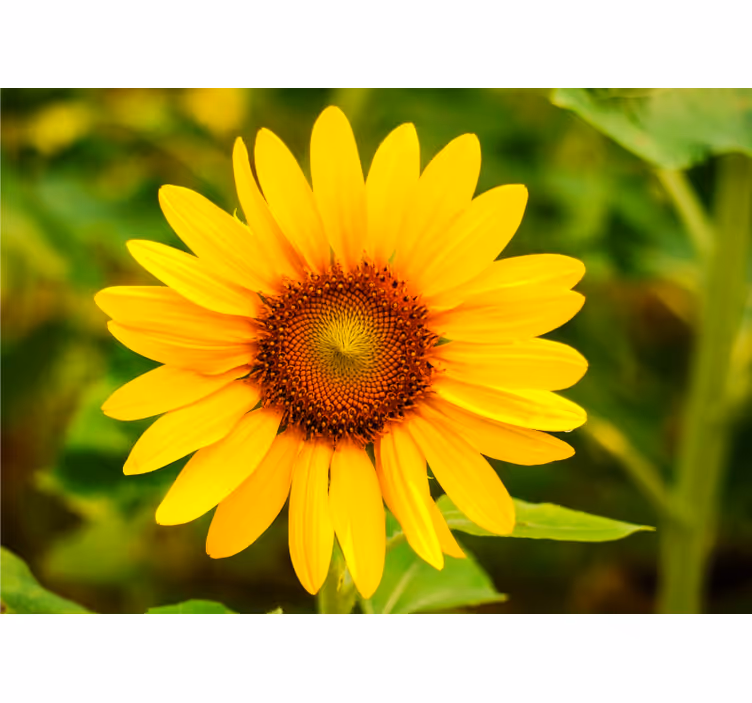 En simpel solblomst fototapet - TenStickers