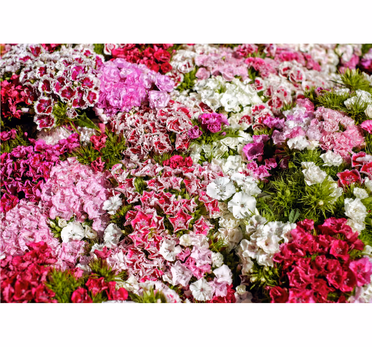 Fototapet blomster livlig blomsterhave - TenStickers