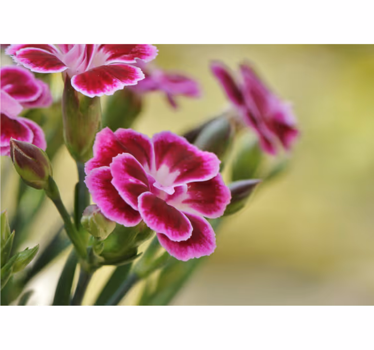 Valmue fototapet blomsterglæde - TenStickers