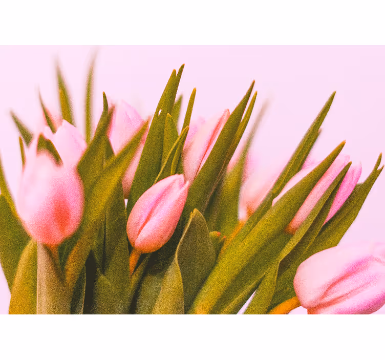 Tulipaner på en lyserød baggrund tulipan fototapet - TenStickers