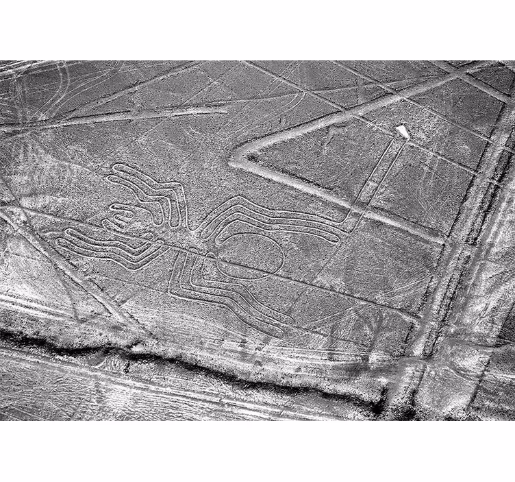 Fototapet dyr nazca spider geoglyph - TenStickers