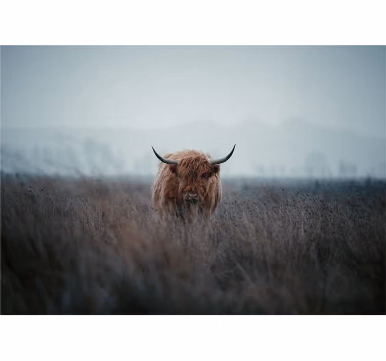 Højlandsbrun ko natur fototapet - TenStickers