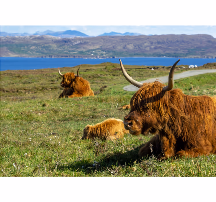 Highland cow group fototapet - TenStickers