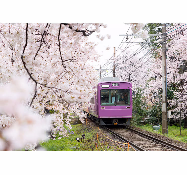 Fototapet af byer cherry blossom tog - TenStickers