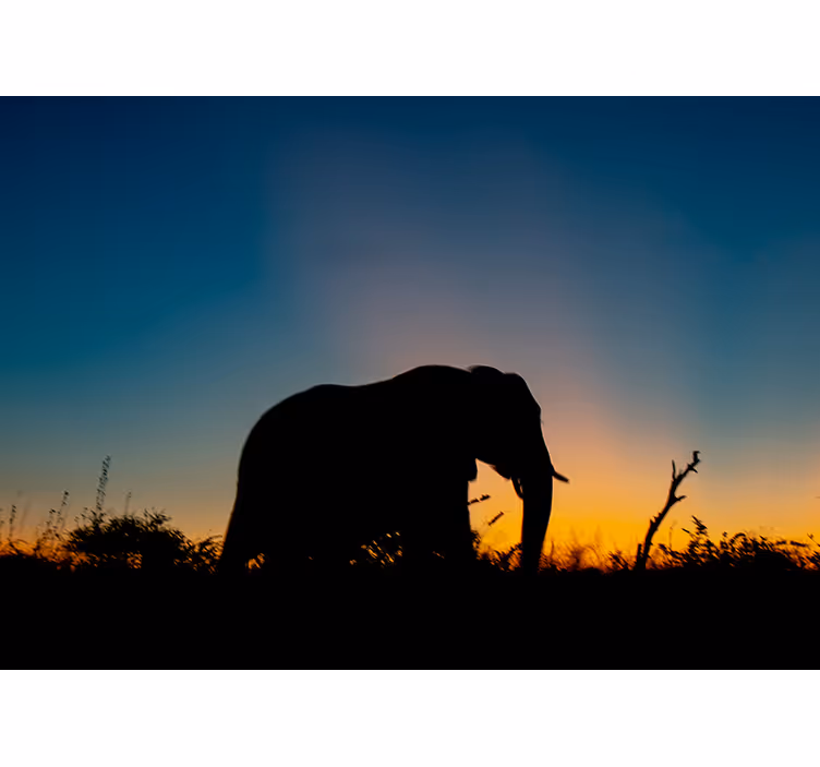 Afrikanske elefanter silhuet natur fototapet - TenStickers
