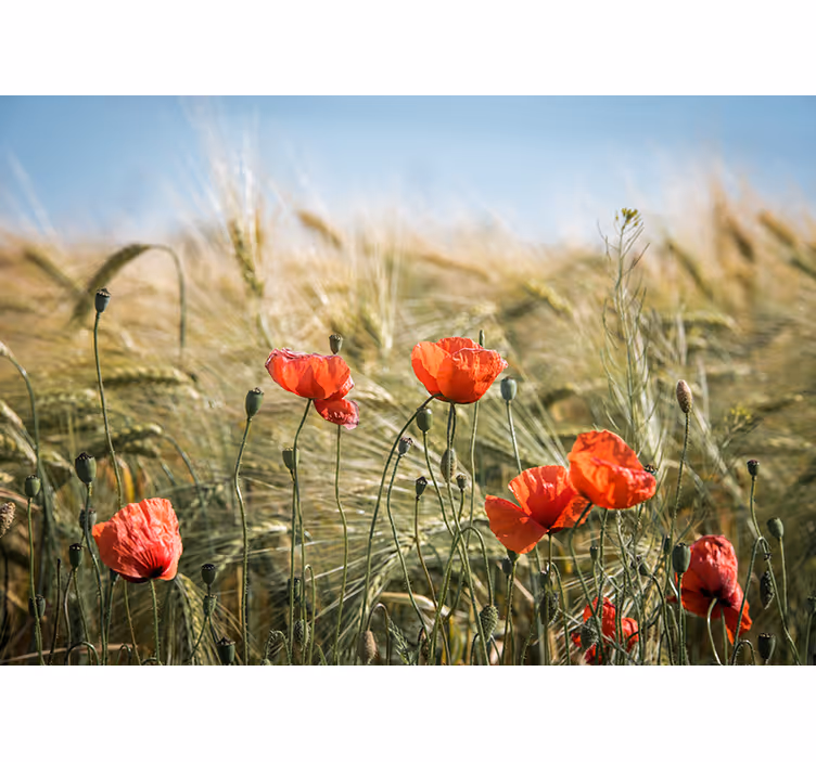 Valmue fototapet poppemarkens ro - TenStickers