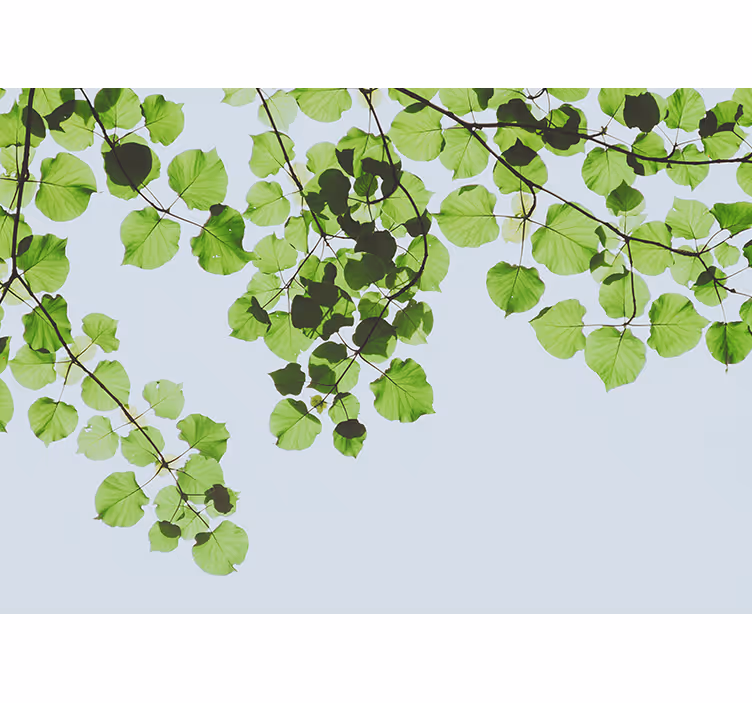 Grønne blade på solen natur fototapet - TenStickers