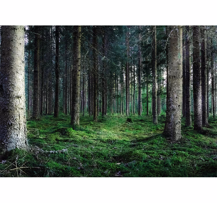 Natur fototapet frodig skovsti - TenStickers