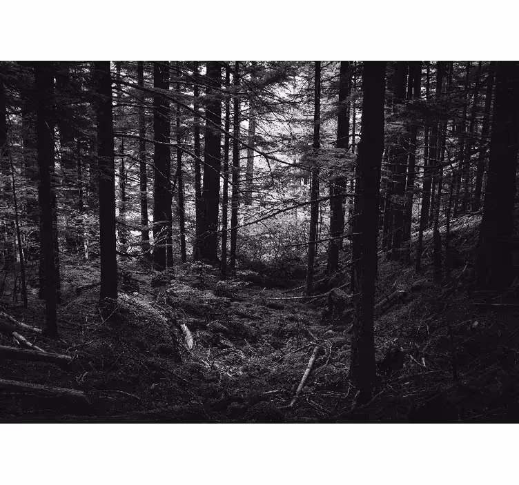 Fototapet skov mørk skovscene - TenStickers