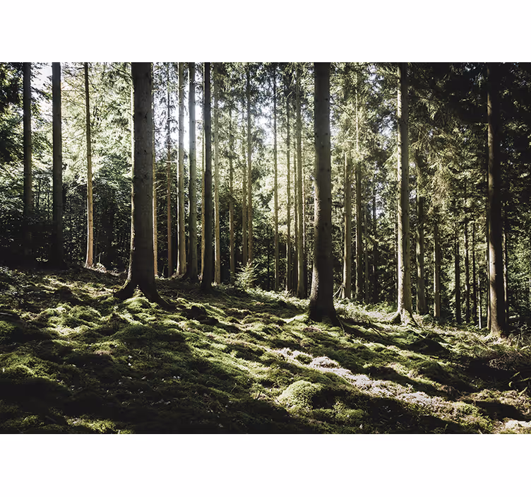 Fototapet skov fredfyldt skovscene - TenStickers
