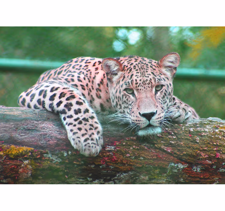 Jaguar jungle forest stue fototapet - TenStickers