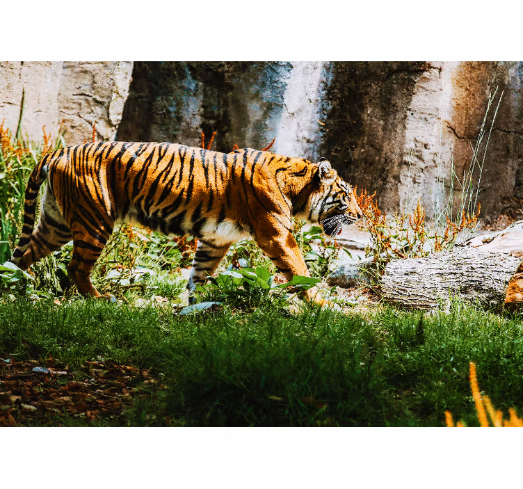 Fototapet dyr majestætisk tiger gående - TenStickers
