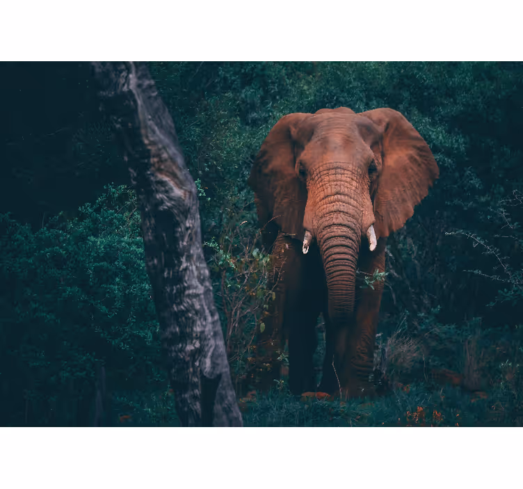 Fototapet dyr majestætisk elefant tilstedeværelse - TenStickers