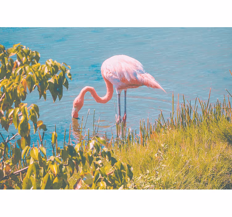 Flamingo i vand stue fototapet - TenStickers
