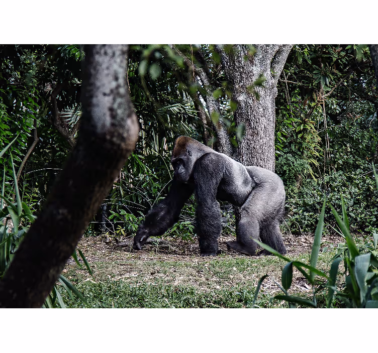 Fototapet dyr majestætisk gorilla på tur - TenStickers