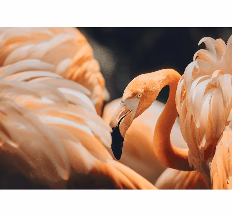 Fototapet elefant elegant flamingo scene - TenStickers